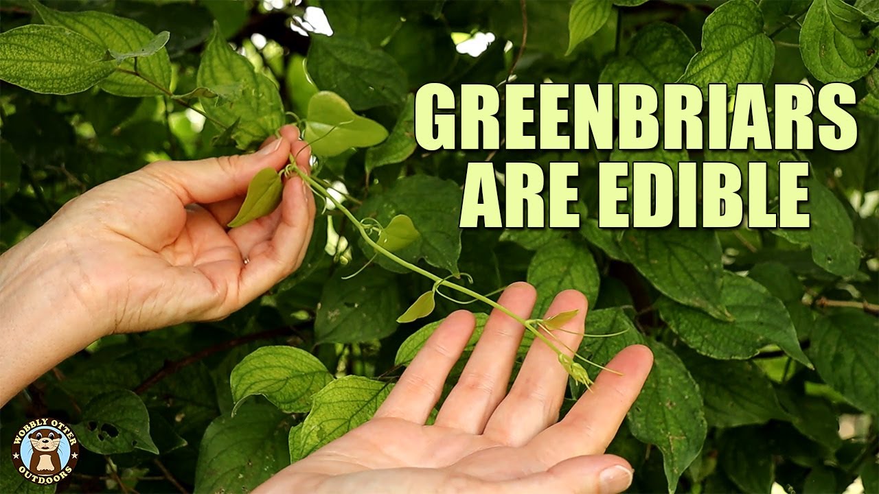 Greenbriars are Edible ID, Harvest, Cook & Eat YouTube