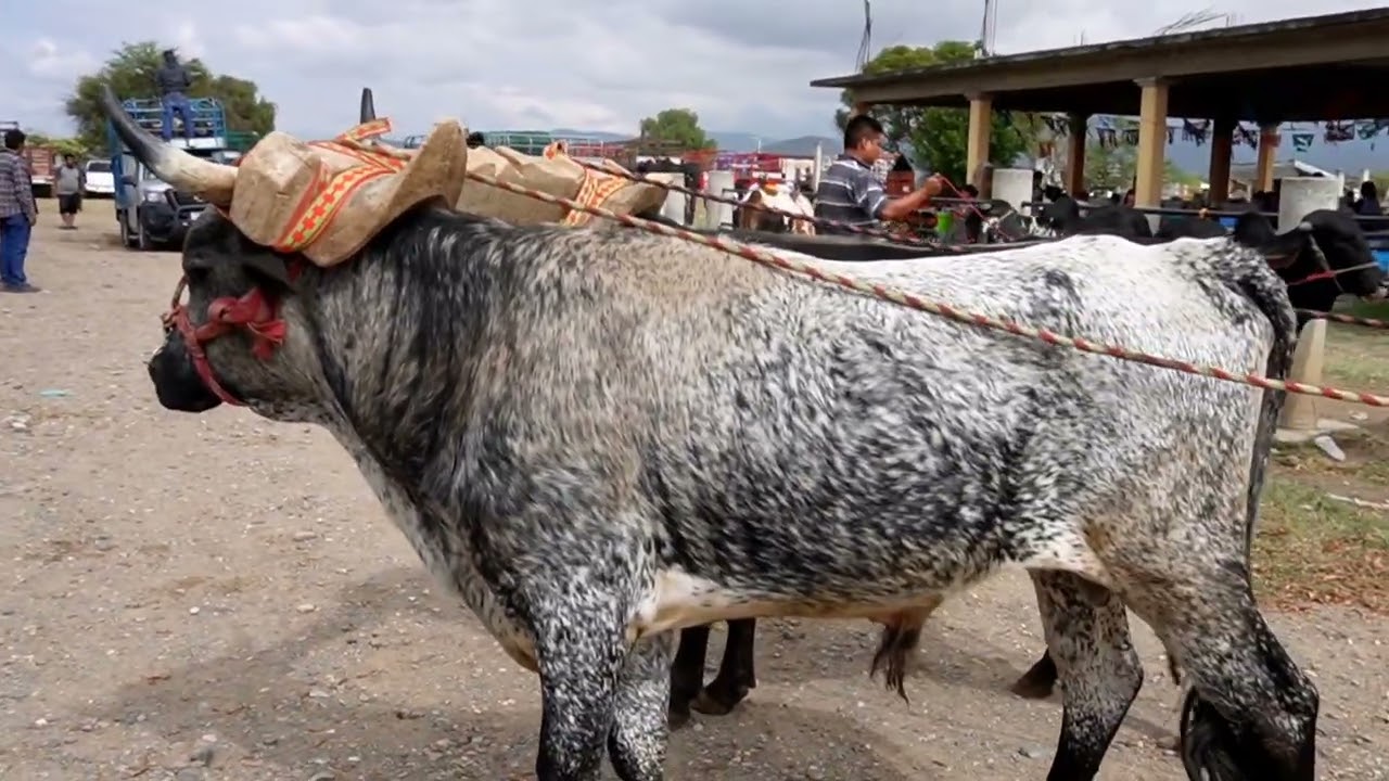 Así es el Famoso Mercado Ganadero de Tlacolula, Oaxaca