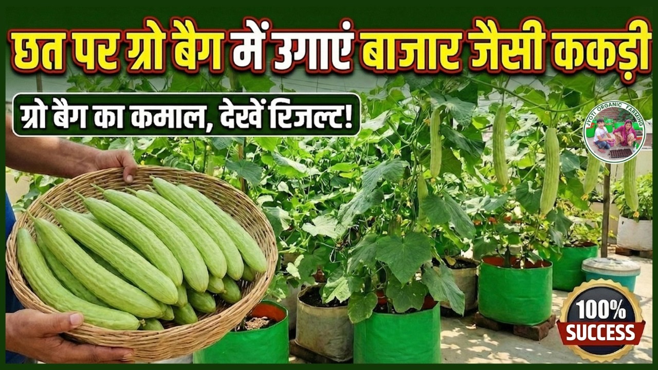 ☀️ गर्मियों में छत पर ग्रो बैग में ककड़ी उगाने का सबसे सही तरीका! | घर पर उगाएं बाजार जैसी ककड़ी 🥒