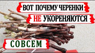 🍇 Не повтори Эти ошибки!  Вот почему не укореняются черенки винограда. Выбросил 50 черенков в мусор!