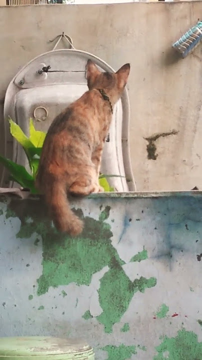 Kucing Kepo #shorts