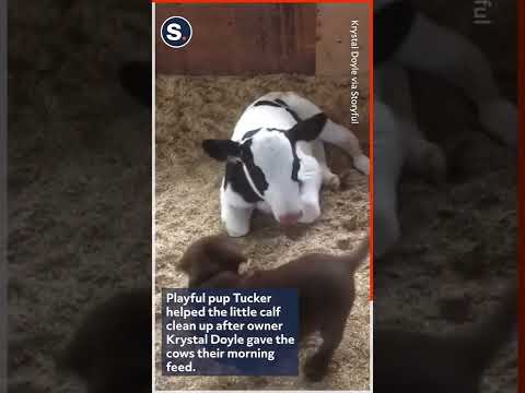 Sweet Puppy Helps