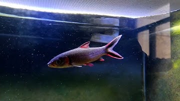 Cá cảnh Hồng mi bóng đêm siêu nét Cá cảnh Hồng Mi Bóng Đêm | Thủy sinh Aqua