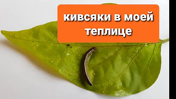 Кивсяки. Эти многоножки уничтожают посадки в моей теплице. Как с ними бороться?