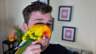 OWNING A SUN CONURE (PROS & CONS)
