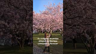 Um espetáculo da natureza: As cerejeiras em Munique 🌸