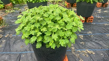 Cơi Đọt Lần 4 Cho Cúc Mâm Xôi 5 Cơi | Hoa Tết 2025