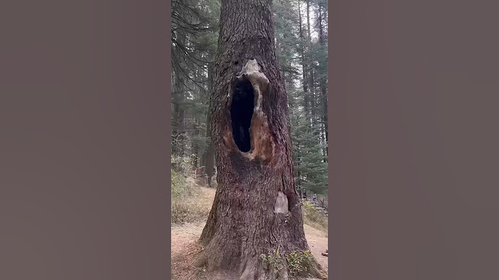 Love tree dekh lo #short #love #tree #funny #comedy #lovestory #couple #explore
