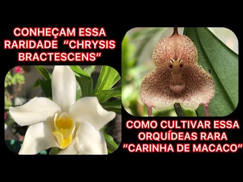 Aprenda Como Cultivar A Orquídea Drácula Simia ''Carinha de Macaco =  Raridade! - thptnganamst.edu.vn