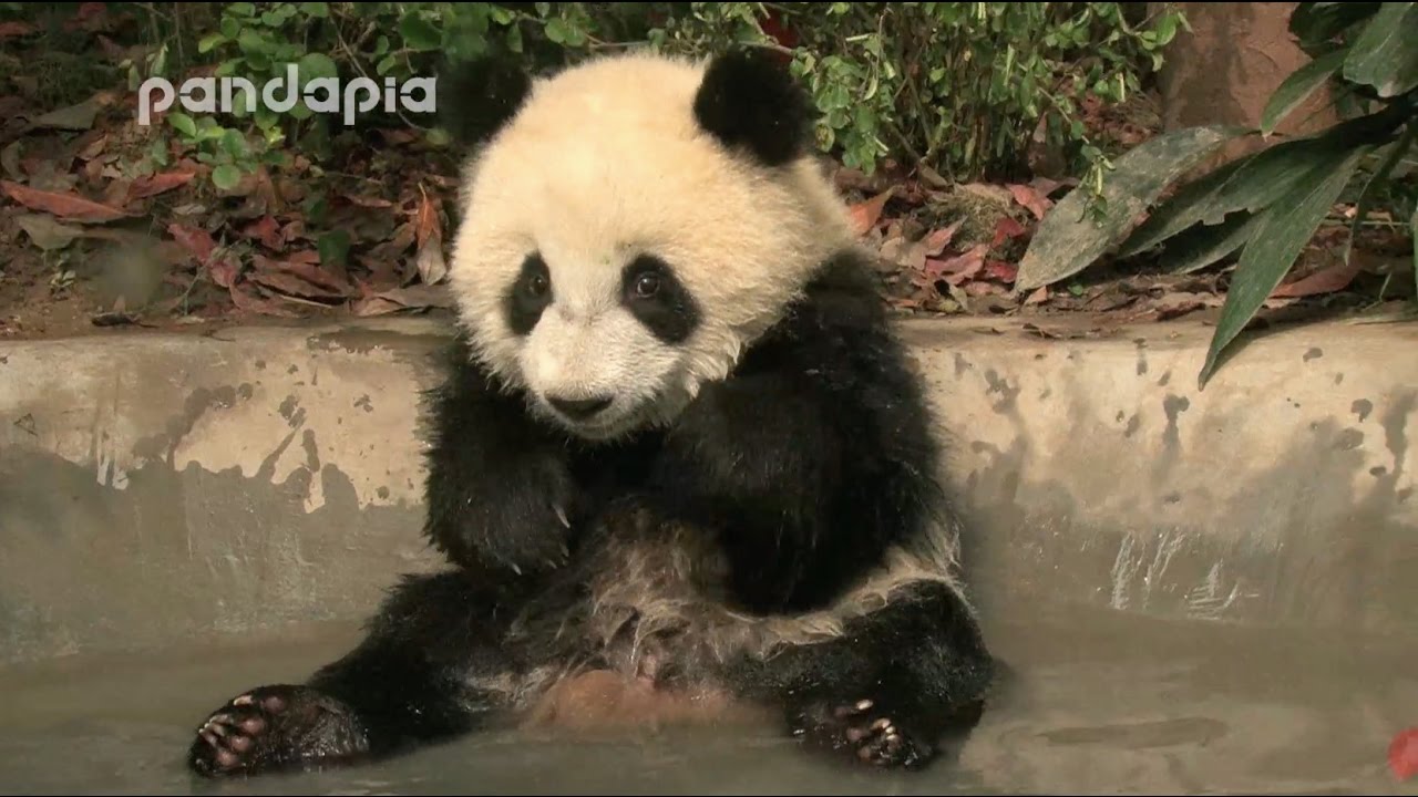 Panda cub’s bath time