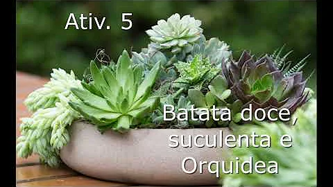 Como ocorre a reprodução assexuada por brotamento Brainly?