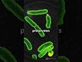 Prokaryotes.