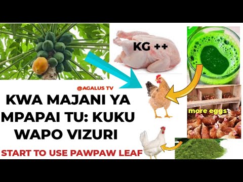 FAIDA 7 ZA MAJANI YA MPAPAI Benefits Of Pawpaw Leaves To Your Broiler