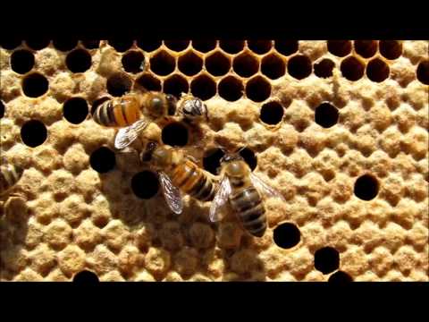 honey bees hatching youtube honey bees hatching youtube
