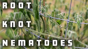 I Spent 20 Years Battling Root Knot Nematodes Here