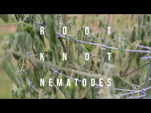 Video: Managing Nematodes Of Cucurbit Afgrøder: Sådan behandles Cucurbits With Nematodes
