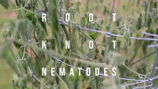 Root Knot Nematodes