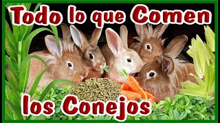 TODO lo que COMEN los CONEJOS / Everything rabbits eat /care and feeding for the rabbit