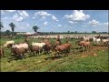 Qual nota vceis darião a essa comitiva boiadera #gado #pecuarista #fazenda #agro #agricultura