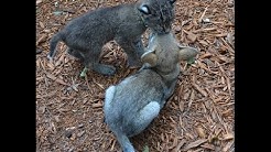 Unlikely Friends Bobcat and Coyote pup 