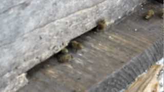 4 会津観光 兄の趣味の養蜂2 20120919