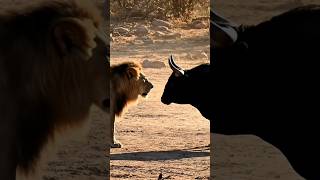 Lion Vs Bull Who Will Win??