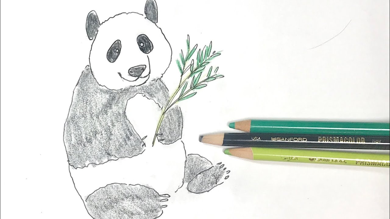 パンダ の描き方 色鉛筆とペンの簡単イラスト Panda Youtube