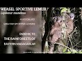 Weasel Sportive Lemur