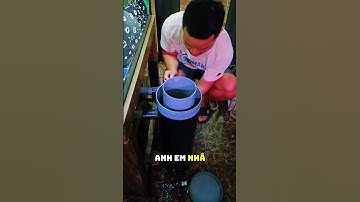 CÁ ĐUỐI NƯỚC NGỌT, CÁ SAM SINH SẢN, BỂ CÁ SAM, CÁ SAM BABY #cacanh #aquarium #rays #stingray