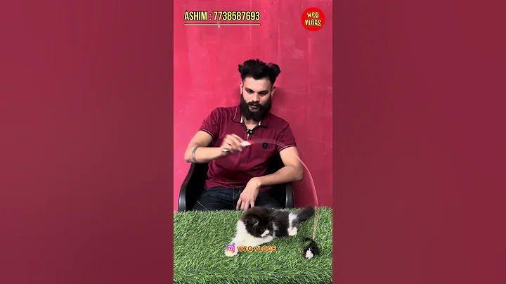 Video 11732051: persian cattery exotic, exotic persian cat, persian cat pets, kitten