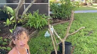 how to propagate the plumeria plant August 19, 2022