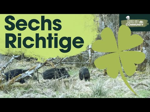 Jagdlich IDEAL! Überläuferrotte