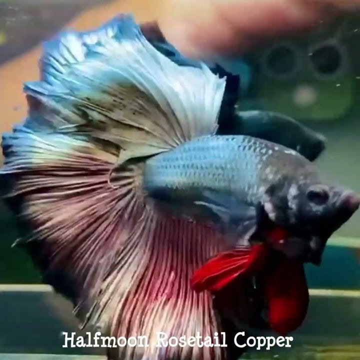 #SHORTS / IKAN CUPANG HALFMOON BLACK SERIES - BETTAFISH HALFMOON BLACK