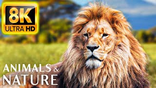 8K HDR 60FPS Dolby Vision - Animals and Nature 8K ULTRA HD (60FPS HDR10+)