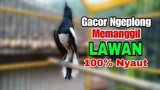 suara kacer gacor NGEPLONG tarung ini paling AMPUH buat PANCINGAN KACER agar EMOSI NYAUT