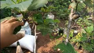 Pohon Tin Yang kurang cocok disambung dengan Pohon loa