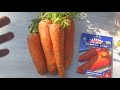 Как посадить морковку