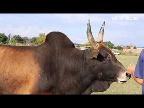 Video: Cov Mis Nyuj Khov Thiab Ndash; Ua Koj Tus Kheej Zoo Dua