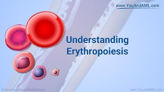 Understanding Erythropoiesis