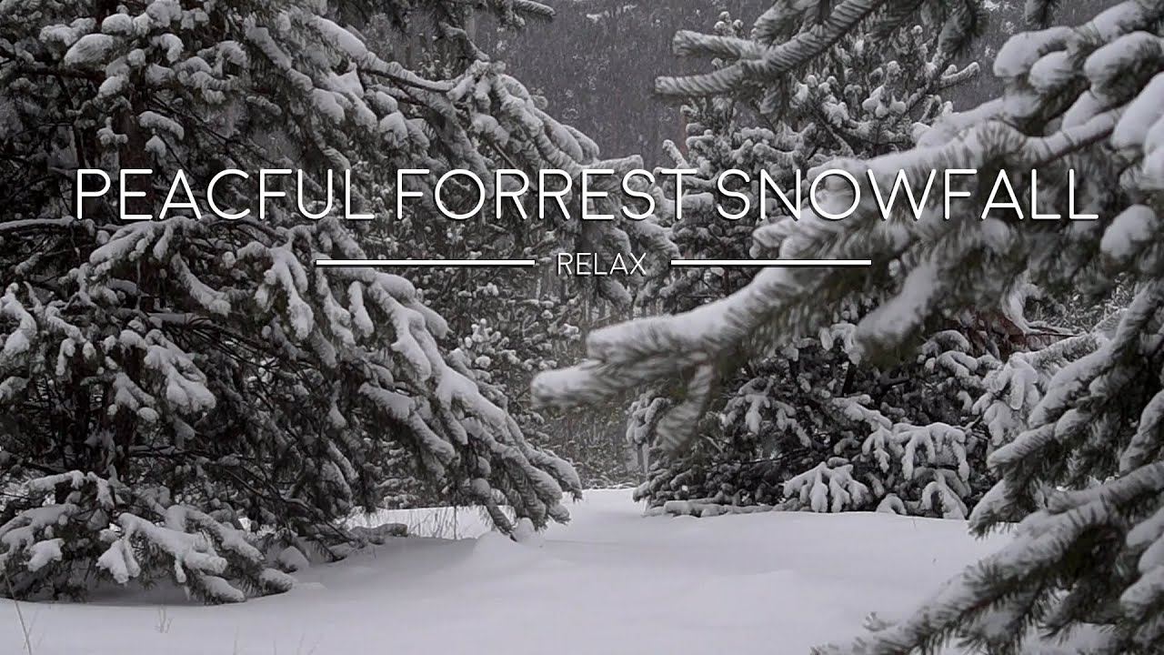 Peaceful Forrest Snowfall, Real Nature White Noise Sounds for Study, Relaxing, or Sleep