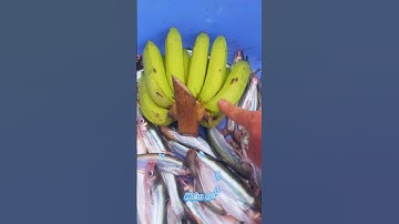 #Shorts / Câu cá xác sọc cá dứa mồi này nó khoái lắm miền tây sông nước #KiềmRapper