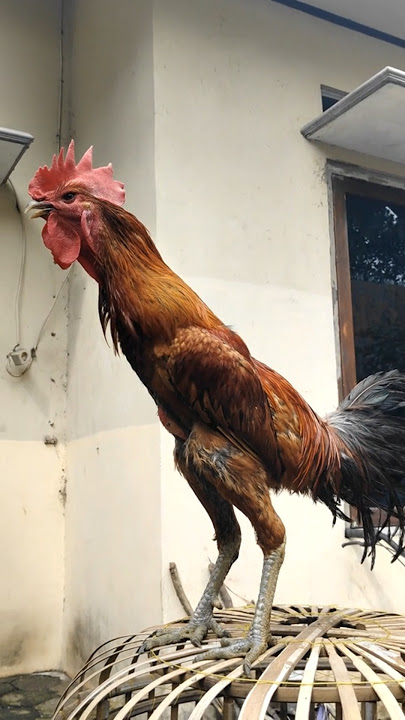 Cara latih Kokok pelung biar lama/panjang #ayam #ayampelung #tutorial #shorts