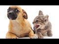 🐈 Кошки против собак 🐕 Подборка приколов с котами для хорошего настроения! 😸