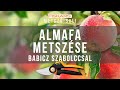 Almafa metszése, ahogy Babicz Szabolcs csinálja | Fiskars Metszőiskola