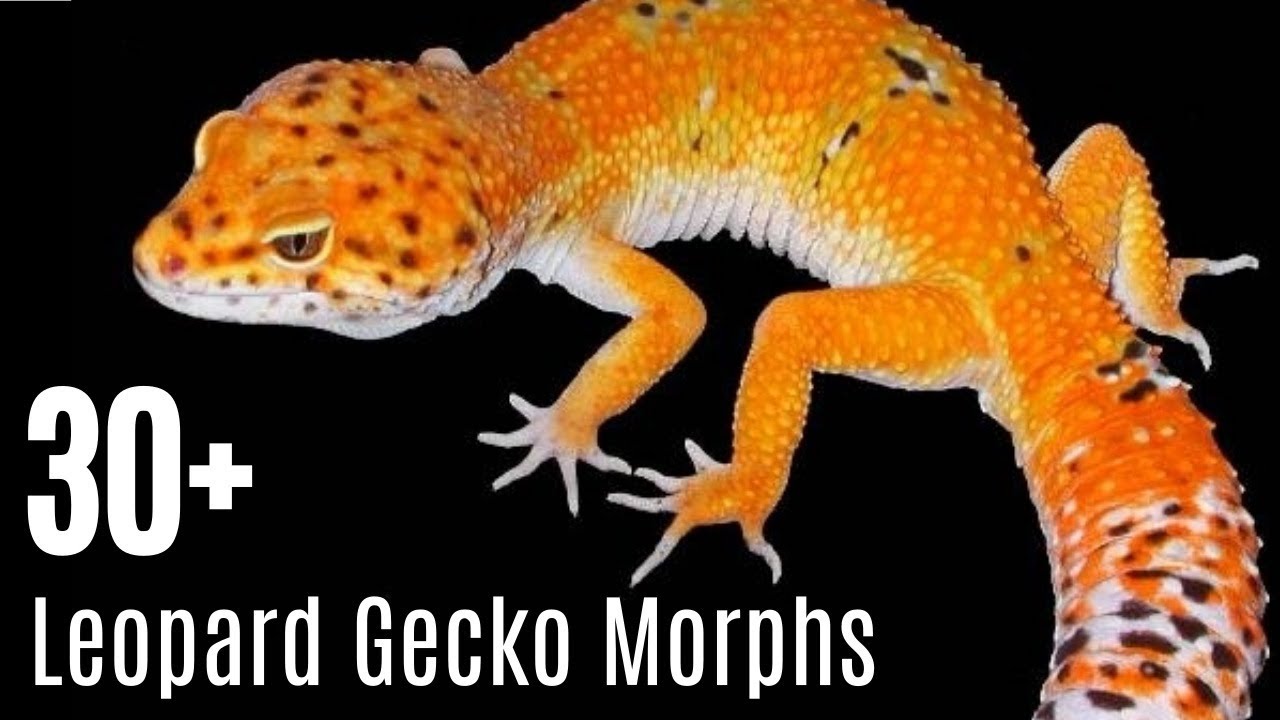 Leopard Gecko Morph Chart