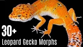 Leopard Gecko Morphs