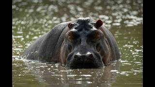 Pod Of Hippos Lie Grunting In Lake