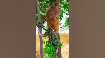 Cobra and the monkey #viralvideo #monkey #cobras #shortsvideo #animals #video #kingcobra
