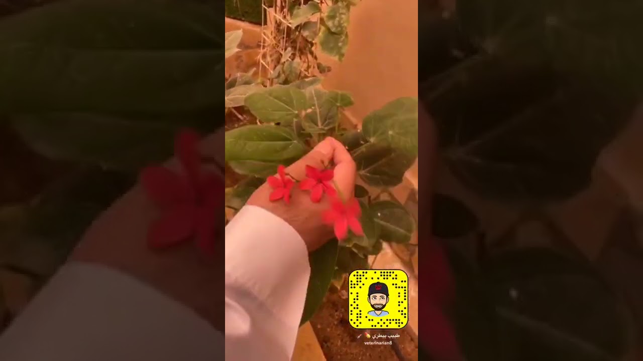 بعض الأشجار في محميات الطيور