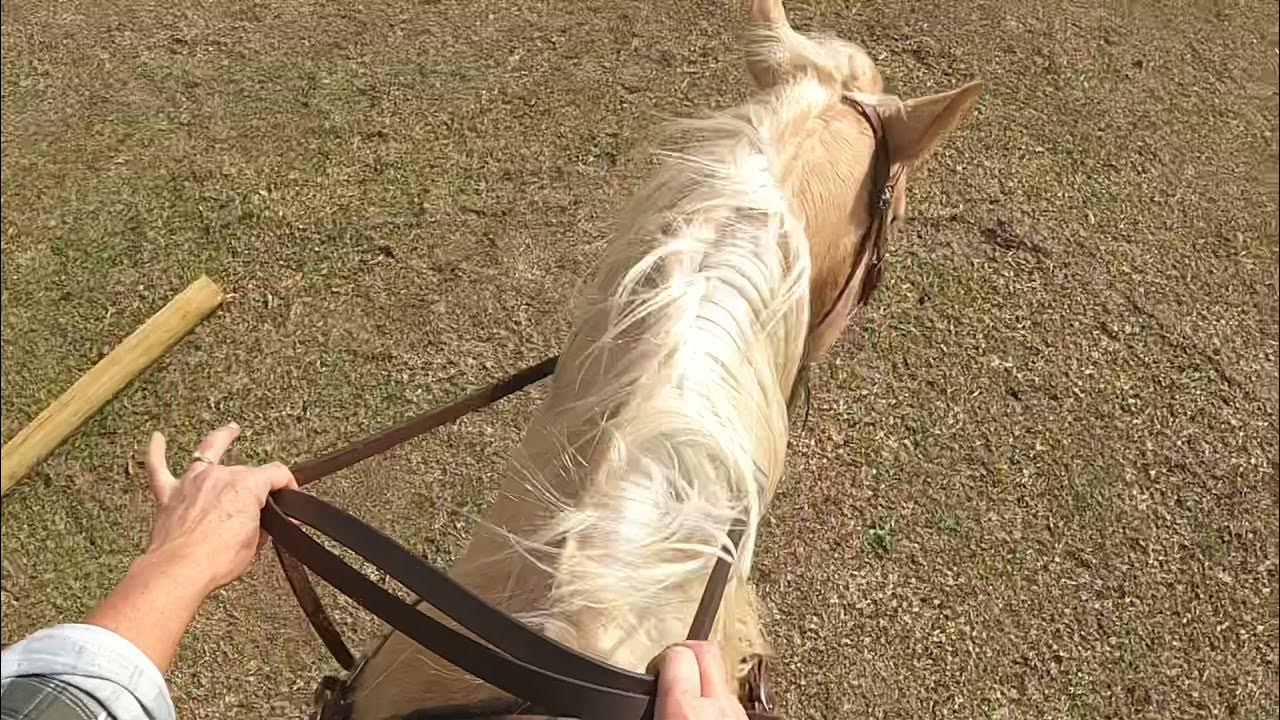 Snaffle rein management for riders YouTube